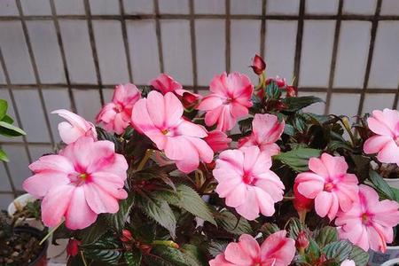 洋凤仙花的花期有多长