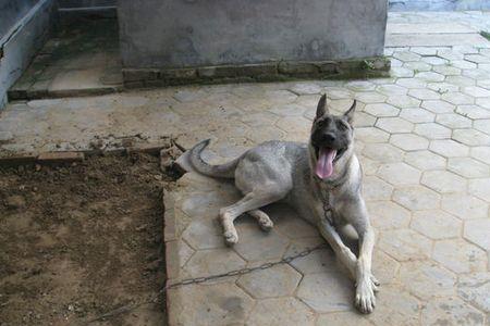 狼青幼犬哪个颜色好看