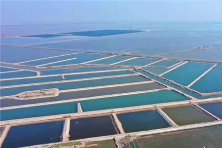 海水养殖池中发红怎么情况