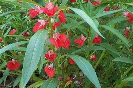 和凤仙花相似的花是什么花