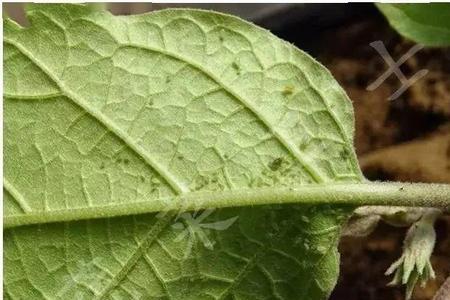 五倍子蚜虫是怎样越冬的