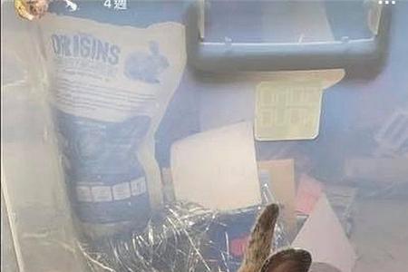 宠物兔能带上长途汽车上吗