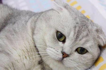 英短公猫的繁育能力