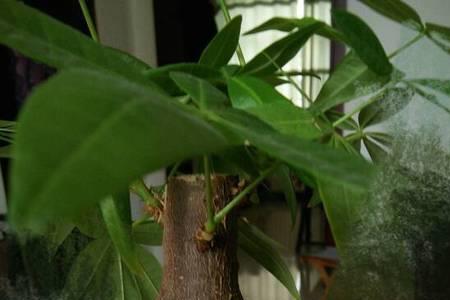 盆栽植物长了黄色蘑菇怎么清除