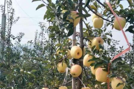 金脆苹果品种介绍