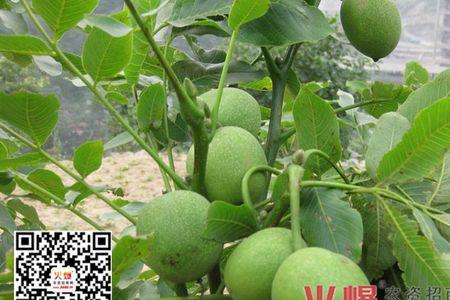 枇杷树长蛀心虫怎么办