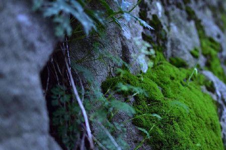 米苔诗句