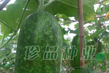 七星节瓜什么时候种