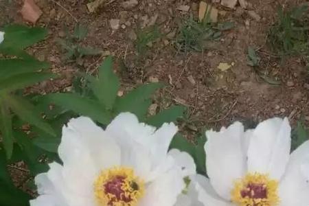 芍药招蛇吗