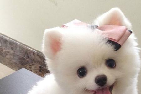 俊介犬喜欢叫吗