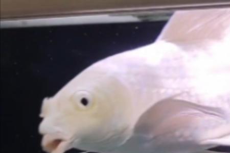 蝴蝶鲤什么时间甩子