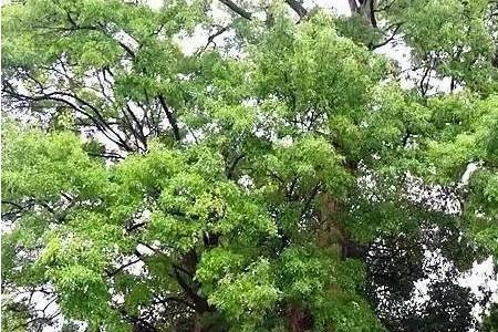 大门前可以种白蜡树吗