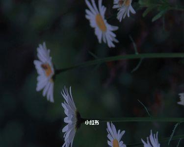 宁静的夏天什么意思