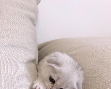 小奶猫冬天可以带出去吗