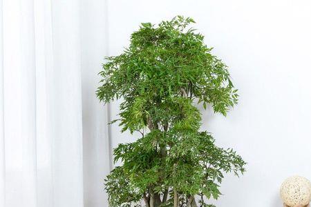 羽叶福禄桐能做盆景造型吗