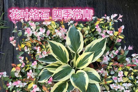花叶络石彩叶吊兰习性