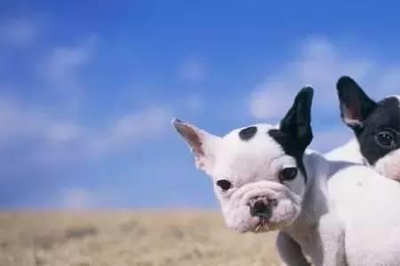 蓝色法斗犬为什么这么贵