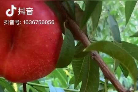 蟠桃是高糖还是低糖