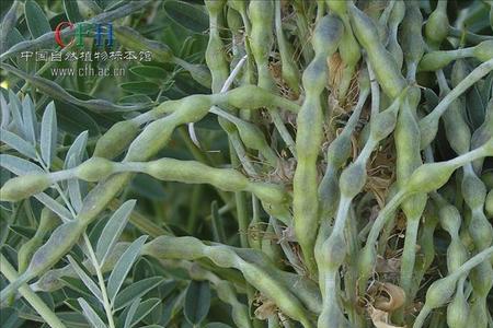 饭豆为什么苦
