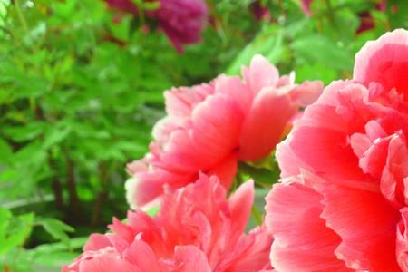 凤仙花和牡丹怎么区分