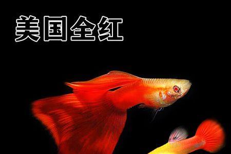 巴西全红孔雀鱼好养吗