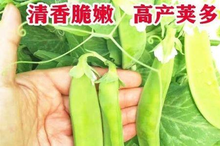 荷兰豆和芸豆有什么区别