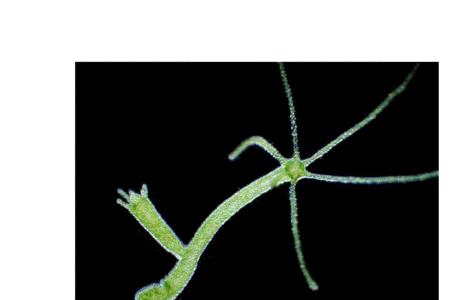 涡虫和水螅区别