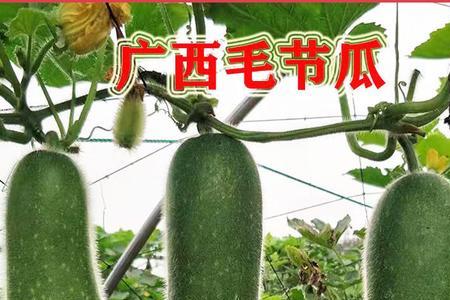 冬瓜与节瓜的区别