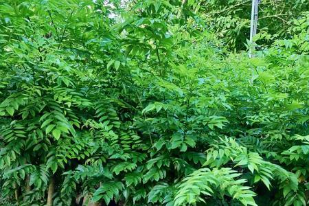 浙江省可以种黄花梨木树吗