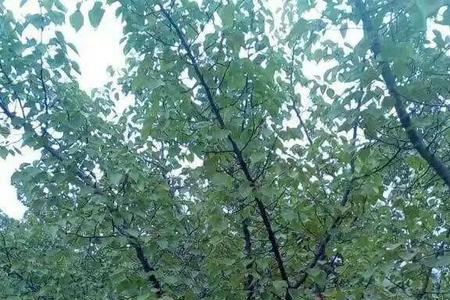 杏树能不能嫁接苹果树