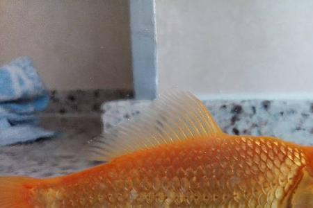 鱼去了鳃还能活多久
