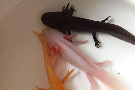 十大养不死的淡水鱼冷水观赏鱼