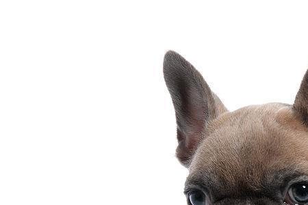 法国斗牛犬为什么趴着