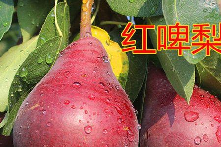 红梨和香梨哪个好