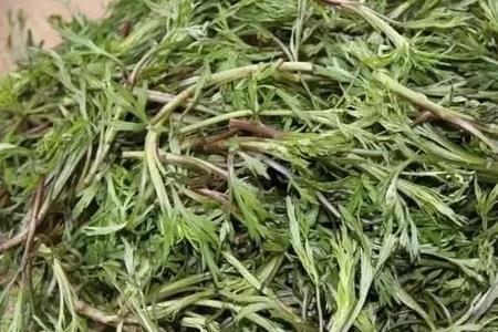 柳蒿芽开什么样的花