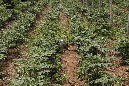 枣苖地用什么除草剂好