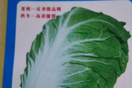 广西最大的蔬菜种子批发