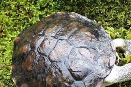 圆澳成体多大