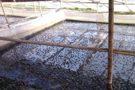 水库养牛蛙怎么养