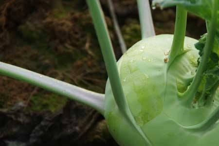 哪些茎状植物不能食用