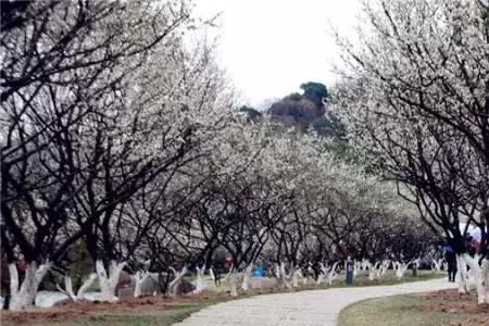 2022年萝岗香雪节何时开