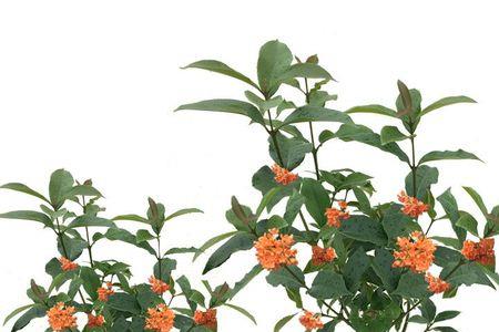 果两优桂花丝苗是常规稻吗