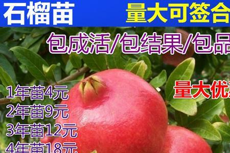 大红袍石榴武汉能种吗