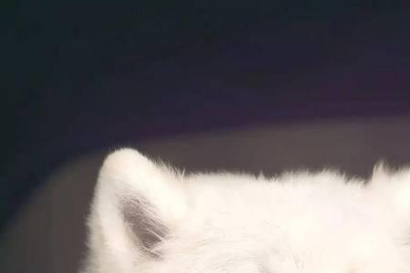 萨摩耶为什么对陌生人那么热情