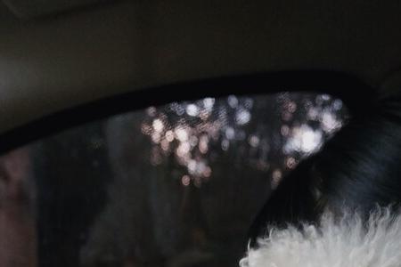 比熊幼犬眼睛不圆是品相不好吗