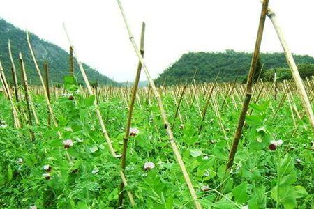水果豌豆种植时间和方法