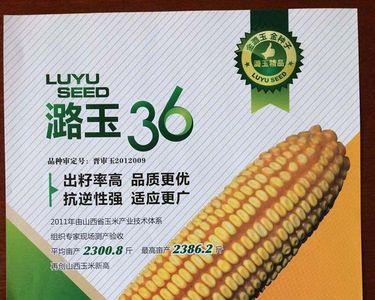 昊玉22玉米种性能怎样