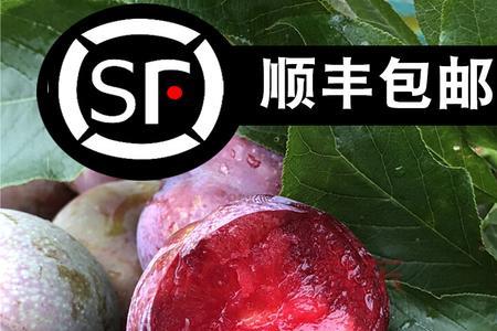 芙蓉李与三华李区别