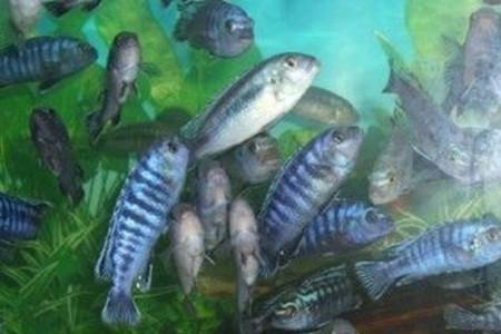 闪电王子鱼吃多少