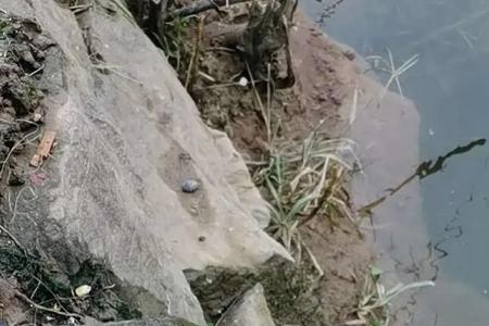 水库底层鱼有哪些